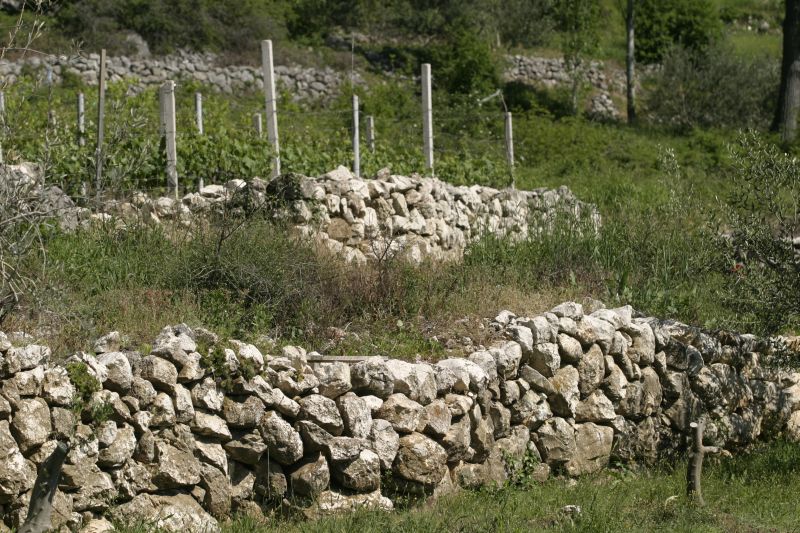 Breljanski vinogradi